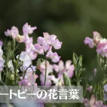 スイートピーの花言葉は怖い?意味や由来、色別(赤・ピンク・白・紫・黄)、英語名の花言葉もご紹介!
