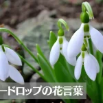 スノードロップの花言葉は怖い?意味や由来、種類、英語名の花言葉などをご紹介!