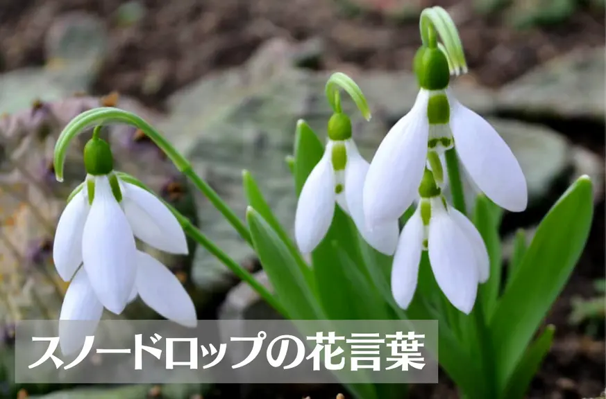 スノードロップの花言葉は怖い？意味や由来、種類、英語名の花言葉などをご紹介！