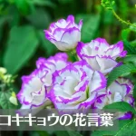トルコキキョウの花言葉は怖い？意味や由来、色別(紫・青・白・緑・ピンク・黄)、英語名の花言葉もご紹介！