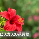 ハイビスカスの花言葉は怖い？意味や由来、色別(白・ピンク・黄・赤)、英語名の花言葉もご紹介！
