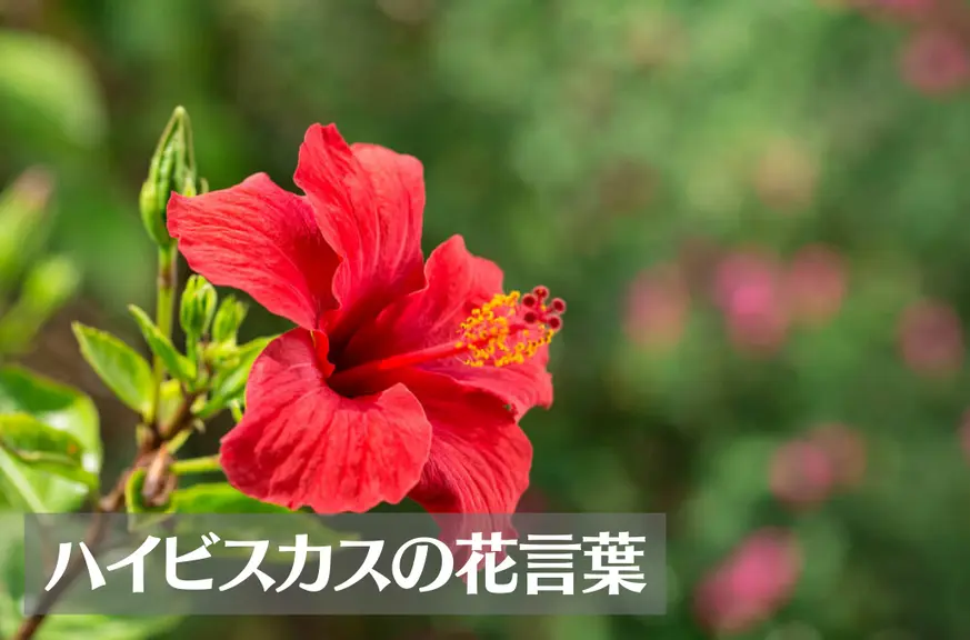 ハイビスカスの花言葉は怖い？意味や由来、色別(白・ピンク・黄・赤)、英語名の花言葉もご紹介！