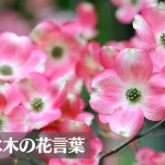 ハナミズキ(花水木)の花言葉は怖い？意味や由来、種類、英語名の花言葉などをご紹介！