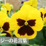 パンジーの花言葉は怖い?意味や由来、色別(紫・黄・白・オレンジ)、英語名の花言葉もご紹介!