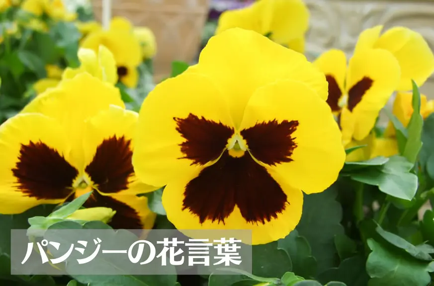 パンジーの花言葉は怖い？意味や由来、色別(紫・黄・白・オレンジ)、英語名の花言葉もご紹介！