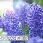ヒヤシンスの花言葉は怖い？意味や由来、色別(紫・赤・ピンク・白など)、英語名の花言葉もご紹介！
