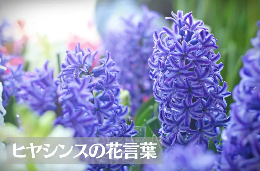 ヒヤシンスの花言葉は怖い？意味や由来、色別(紫・赤・ピンク・白など)、英語名の花言葉もご紹介！