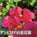 ブーゲンビリアの花言葉は怖い？意味や由来、色別(赤・ピンク・白)、英語名の花言葉もご紹介！
