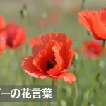 ポピー(ヒナゲシ)の花言葉は怖い?意味や由来、色(赤・白・黄)、種類別、英語名の花言葉もご紹介!
