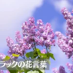 ライラック(リラ)の花言葉は怖い？意味や由来、色別(紫・白)、英語名の花言葉もご紹介！