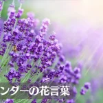 ラベンダーの花言葉は怖い？意味や由来、種類、英語名の花言葉などをご紹介！