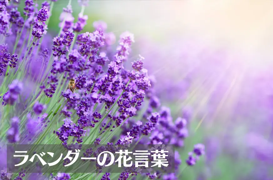 ラベンダーの花言葉は怖い？意味や由来、種類、英語名の花言葉などをご紹介！