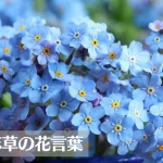 勿忘草(ワスレナグサ)の花言葉は怖い？意味や由来、色別(青・紫・白・ピンク)、英語名の花言葉もご紹介！