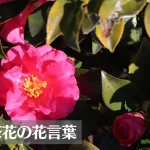 山茶花(サザンカ)の花言葉は怖い？意味や由来、色別(赤・白・ピンク)、英語名の花言葉もご紹介！