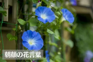 朝顔(アサガオ)の花言葉は怖い?意味や由来、色別(白・青・紫・ピンク・赤)の花言葉、種類などご紹介!