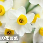 水仙(スイセン)の花言葉は怖い?意味や由来、色(白・黄)、種類別、英語名の花言葉もご紹介!