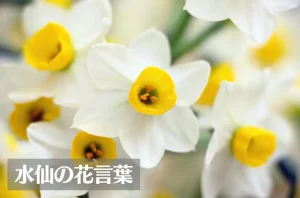 水仙(スイセン)の花言葉は怖い?意味や由来、色(白・黄)、種類別、英語名の花言葉もご紹介!
