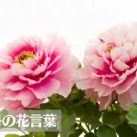 牡丹(ボタン)の花言葉は怖い？意味や由来、種類、英語名の花言葉などをご紹介！