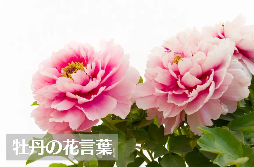 牡丹(ボタン)の花言葉は怖い？意味や由来、種類、英語名の花言葉などをご紹介！