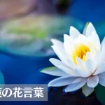 睡蓮(スイレン)の花言葉は怖い？意味や由来、色別(白・ピンク・黄)、英語名の花言葉もご紹介！