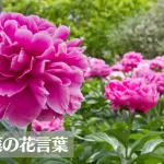 芍薬(シャクヤク)の花言葉は怖い？意味や由来、色別(ピンク・赤・紫・白)、英語名の花言葉もご紹介！