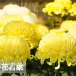 菊(キク)の花言葉は怖い?意味や由来、色(赤・白・黄)、種類別、英語名の花言葉もご紹介!