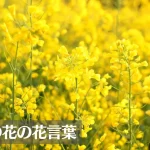 菜の花の花言葉は怖い？意味や由来、色別(黄・白・紫)、英語名の花言葉もご紹介！