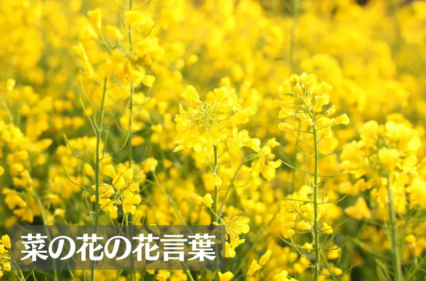 菜の花の花言葉は怖い？意味や由来、色別(黄・白・紫)、英語名の花言葉もご紹介！