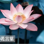 蓮(ハス)の花言葉は怖い?意味や由来、色別(白・ピンク)、英語名の花言葉もご紹介!