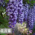 藤(フジ)の花言葉は怖い？意味や由来、色別(白・紫)、英語名の花言葉もご紹介！