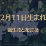 2月11日の誕生花と花言葉がコレ！性格や恋愛・仕事などの誕生日占いもご紹介！