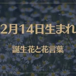 2月14日の誕生花と花言葉がコレ！性格や恋愛・仕事などの誕生日占いもご紹介！