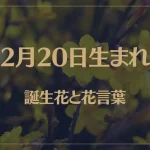 2月20日の誕生花と花言葉がコレ！性格や恋愛・仕事などの誕生日占いもご紹介！