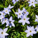 3月26日の誕生花と花言葉がコレ！性格や恋愛・仕事などの誕生日占いもご紹介！