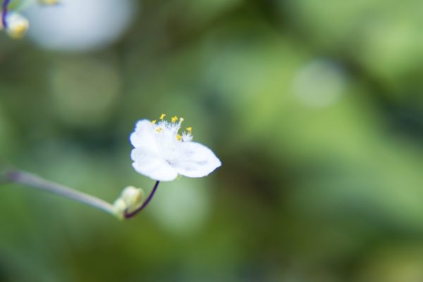 ブライダルベール