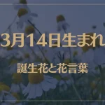 3月14日の誕生花と花言葉がコレ！性格や恋愛・仕事などの誕生日占いもご紹介！