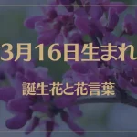 3月16日の誕生花と花言葉がコレ！性格や恋愛・仕事などの誕生日占いもご紹介！
