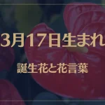 3月17日の誕生花と花言葉がコレ！性格や恋愛・仕事などの誕生日占いもご紹介！