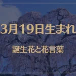 3月19日の誕生花と花言葉がコレ！性格や恋愛・仕事などの誕生日占いもご紹介！