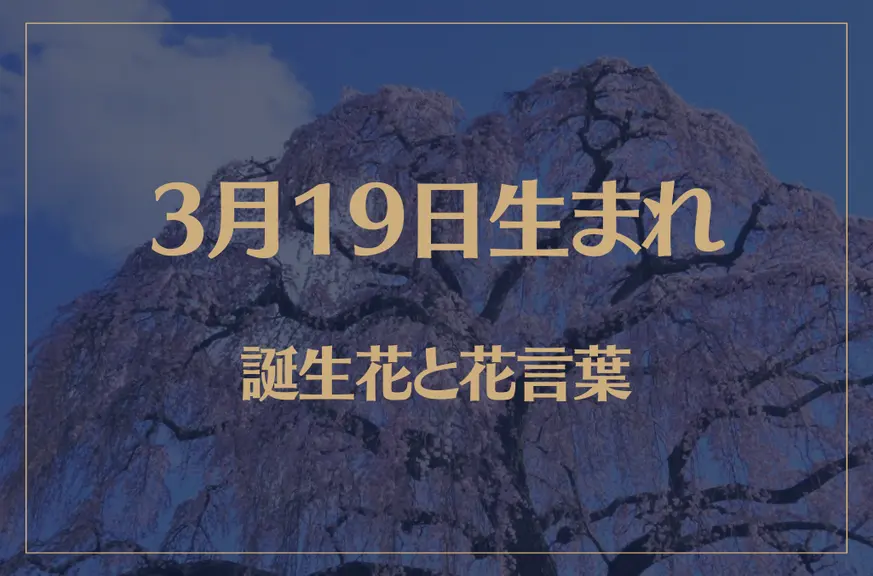 3月19日の誕生花と花言葉がコレ！性格や恋愛・仕事などの誕生日占いもご紹介！