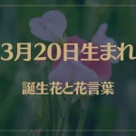 3月20日の誕生花と花言葉がコレ！性格や恋愛・仕事などの誕生日占いもご紹介！