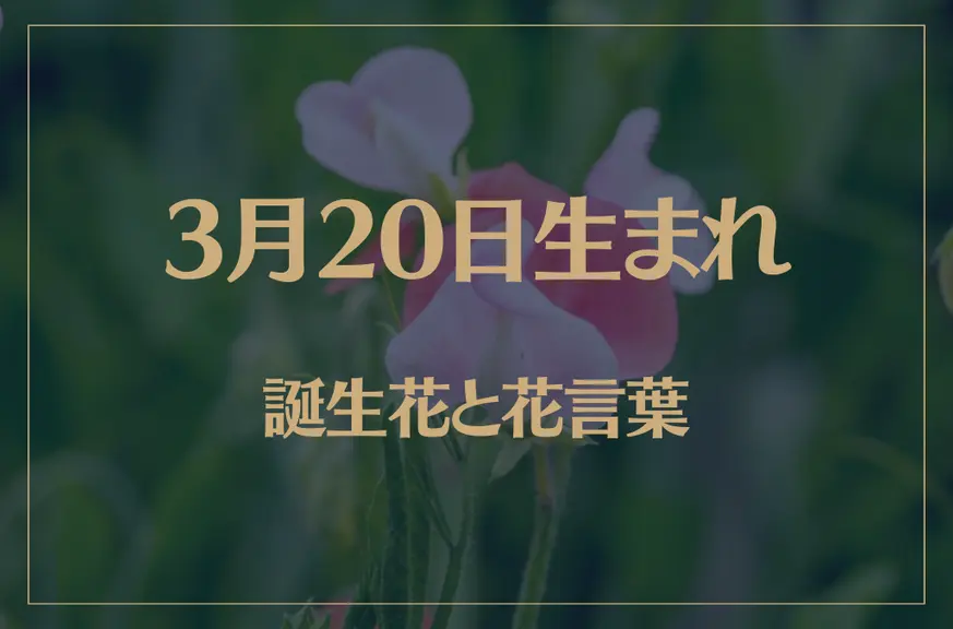 3月20日の誕生花と花言葉がコレ！性格や恋愛・仕事などの誕生日占いもご紹介！