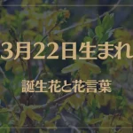3月22日の誕生花と花言葉がコレ！性格や恋愛・仕事などの誕生日占いもご紹介！