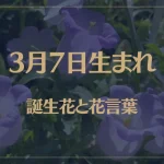 3月7日の誕生花と花言葉がコレ！性格や恋愛・仕事などの誕生日占いもご紹介！