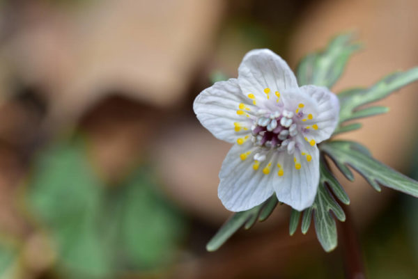 セツブンソウ(節分草)