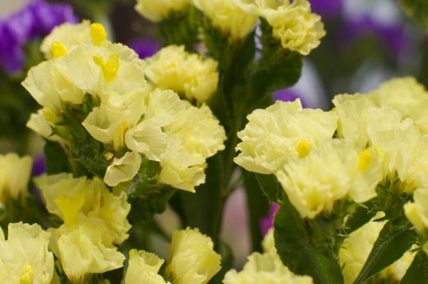 スターチスの種類