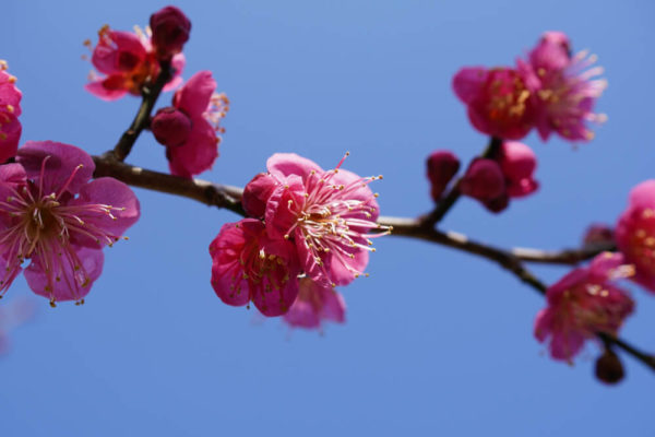梅(ウメ)の花の種類