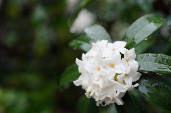 沈丁花(ジンチョウゲ)の種類