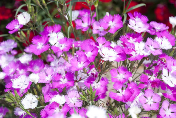 撫子(ナデシコ)の種類