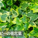 アイビー(ヘデラ)の花言葉は怖い?意味や由来、種類、英語名の花言葉もご紹介!